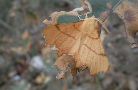 Birken-Zackenrandspanner (Ennomos erosaria) - © Rupert Fauster Birken-Zackenrandspanner (Ennomos erosaria) - © Rupert Fauster